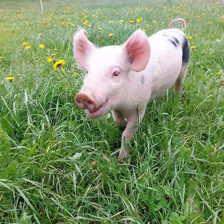 Apartament Haus Tasser