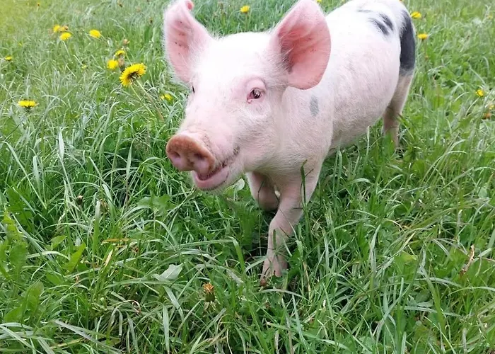 Lejlighed Haus Tasser